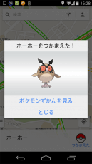 ホーホーをつかまえた！