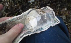 気仙沼の海岸清掃で拾った1万円札。現金もかなり出てきた。人間を感じさせて生々しい。