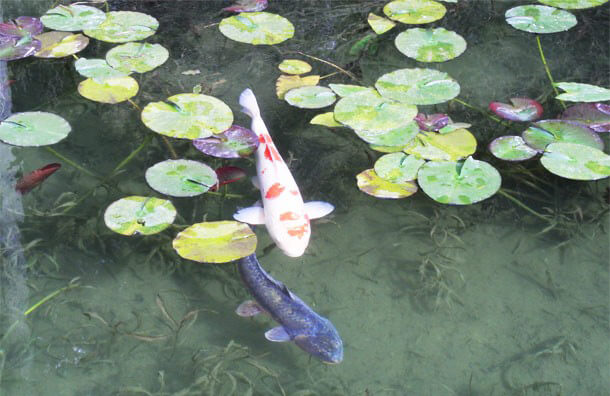 モネの池の鯉